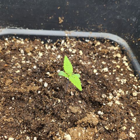 Girl #1 growlog timeline photo