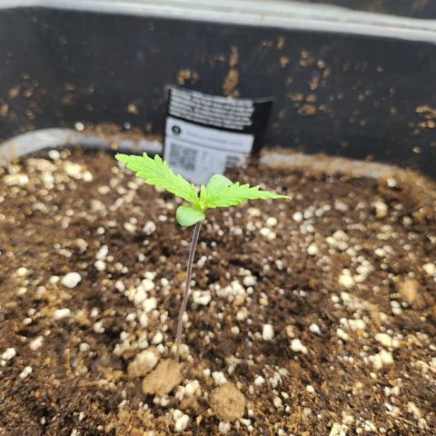 Girl #2 growlog timeline photo