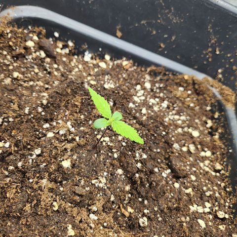 Girl #3 growlog timeline photo