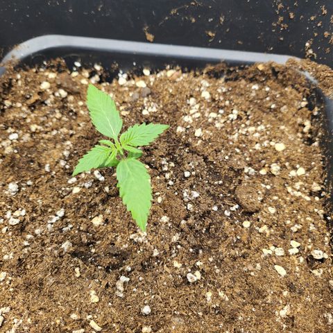 Girl #3 growlog timeline photo