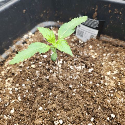 Girl #2 growlog timeline photo