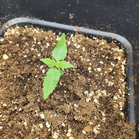 Girl #1 growlog timeline photo