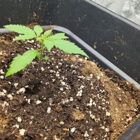 Girl #3 growlog timeline photo