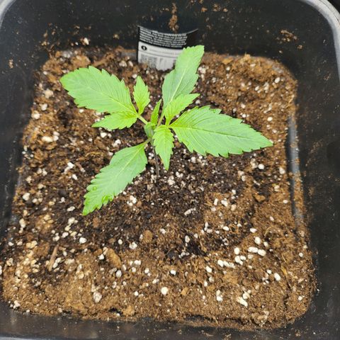 Girl #2 growlog timeline photo