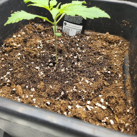 Girl #2 growlog timeline photo