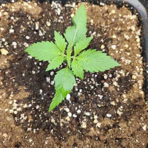 Girl #1 growlog timeline photo