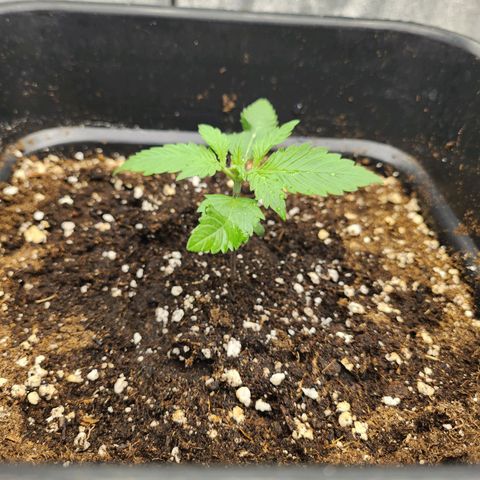 Girl #1 growlog timeline photo