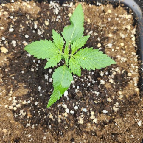 Girl #1 growlog timeline photo