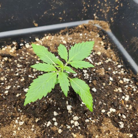 Girl #3 growlog timeline photo