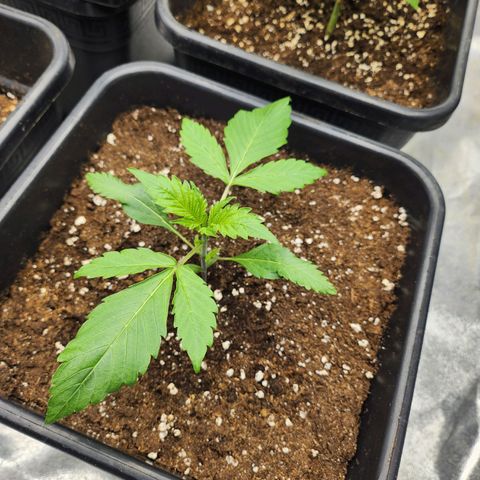 Girl #2 growlog timeline photo