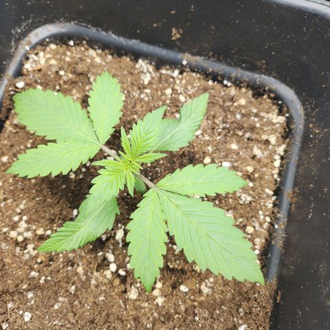 Girl #1 growlog timeline photo