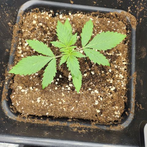 Girl #3 growlog timeline photo
