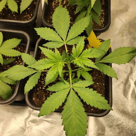 Girl #2 growlog timeline photo