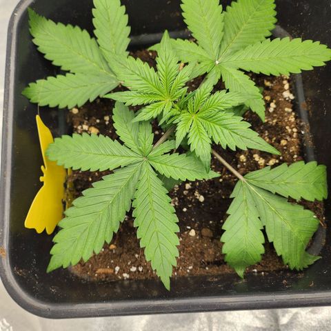 Girl #1 growlog timeline photo