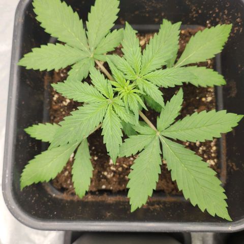 Girl #3 growlog timeline photo