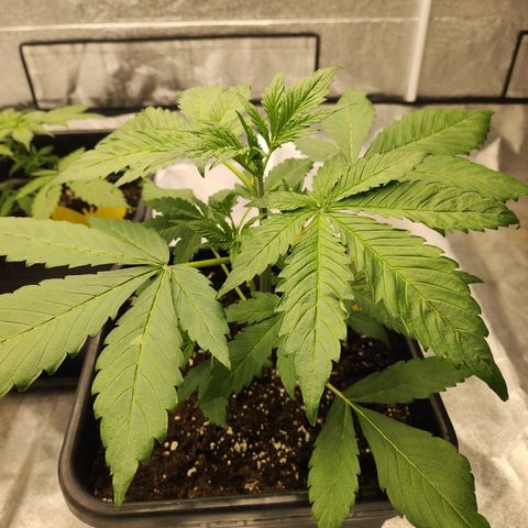 Girl #2 growlog timeline photo