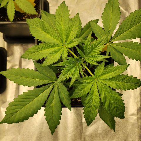 Girl #2 growlog timeline photo