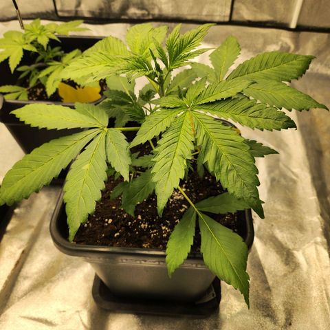 Girl #2 growlog timeline photo