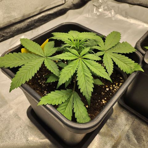 Girl #1 growlog timeline photo