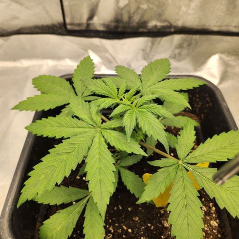 Girl #3 growlog timeline photo