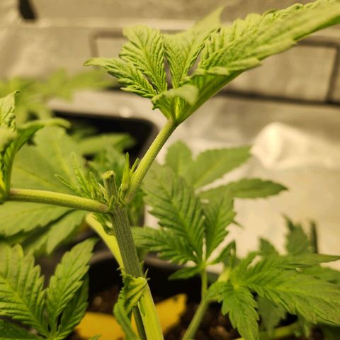 Girl #2 growlog timeline photo