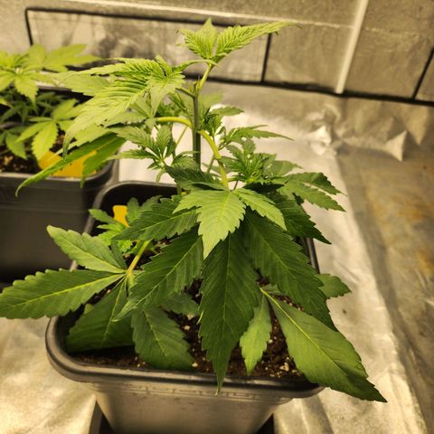 Girl #2 growlog timeline photo