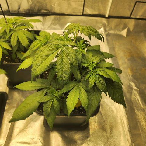 Girl #2 growlog timeline photo