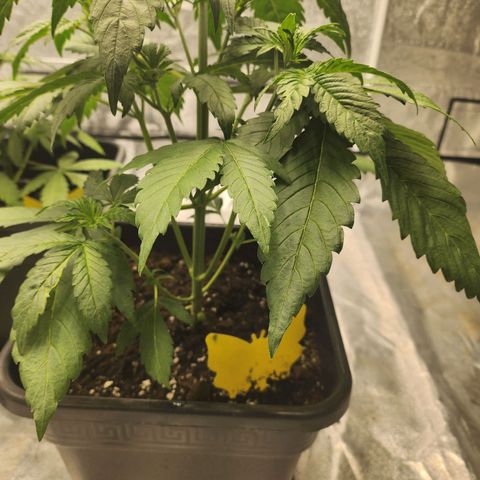 Girl #2 growlog timeline photo