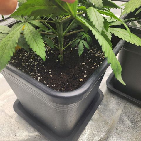 Girl #1 growlog timeline photo