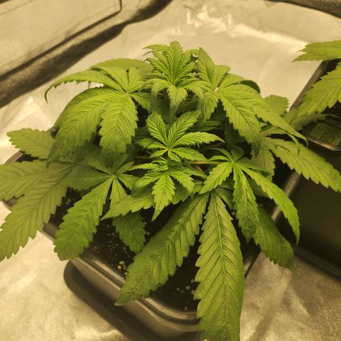 Girl #1 growlog timeline photo