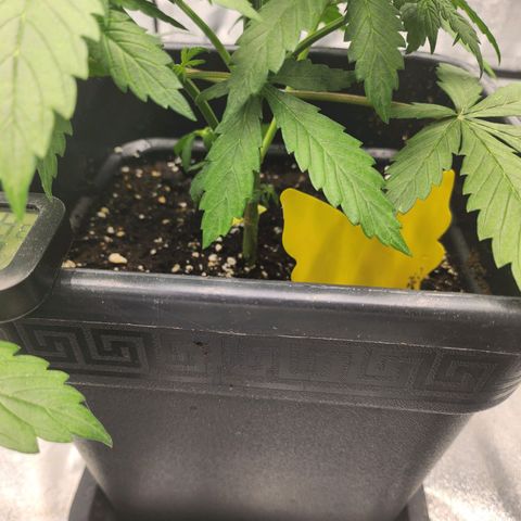 Girl #3 growlog timeline photo
