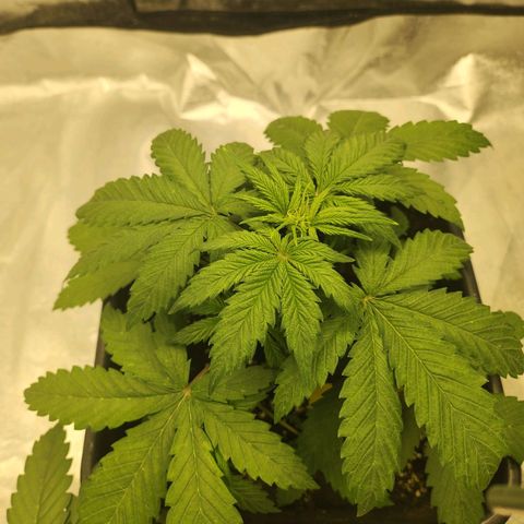 Girl #3 growlog timeline photo