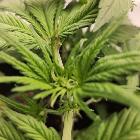 Girl #1 growlog timeline photo