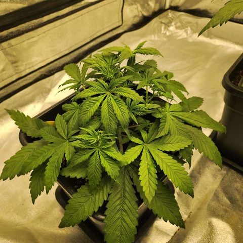 Girl #1 growlog timeline photo