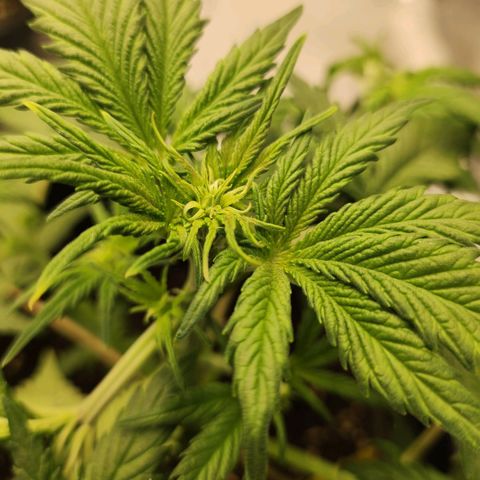 Girl #3 growlog timeline photo