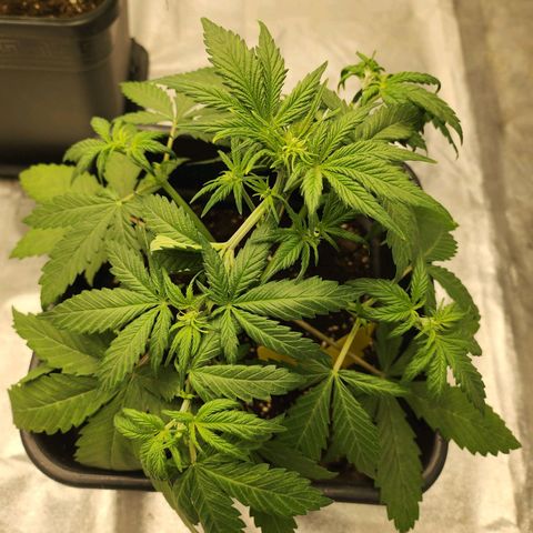 Girl #3 growlog timeline photo