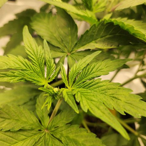 Girl #2 growlog timeline photo