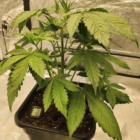 Girl #2 growlog timeline photo