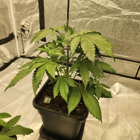 Girl #2 growlog timeline photo
