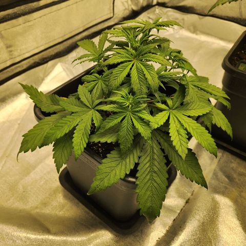 Girl #1 growlog timeline photo