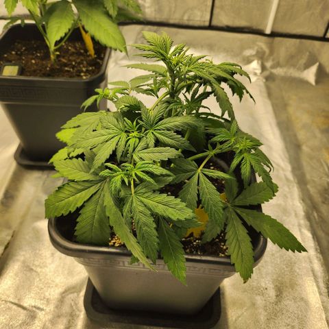Girl #3 growlog timeline photo