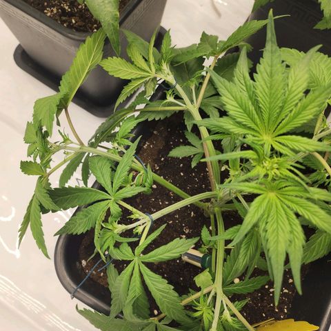 Girl #1 growlog timeline photo