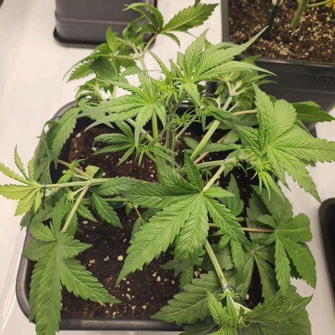 Girl #1 growlog timeline photo