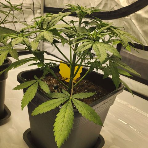 Girl #3 growlog timeline photo