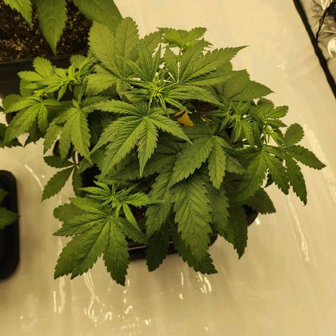 Girl #3 growlog timeline photo