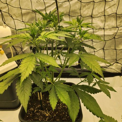 Girl #2 growlog timeline photo