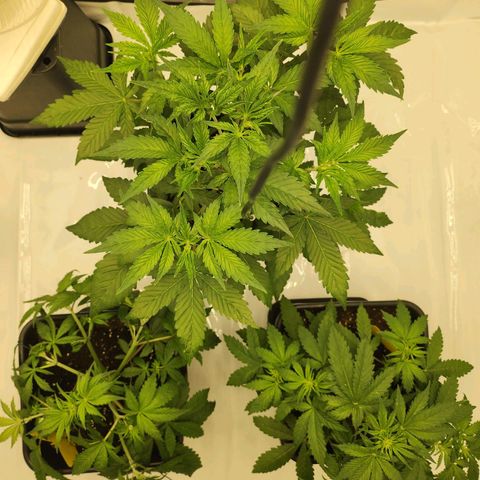 Girl #2 growlog timeline photo