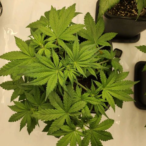 Girl #1 growlog timeline photo