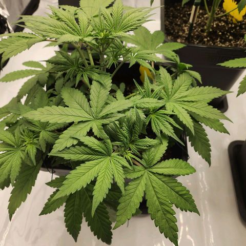 Girl #1 growlog timeline photo