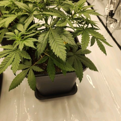 Girl #3 growlog timeline photo
